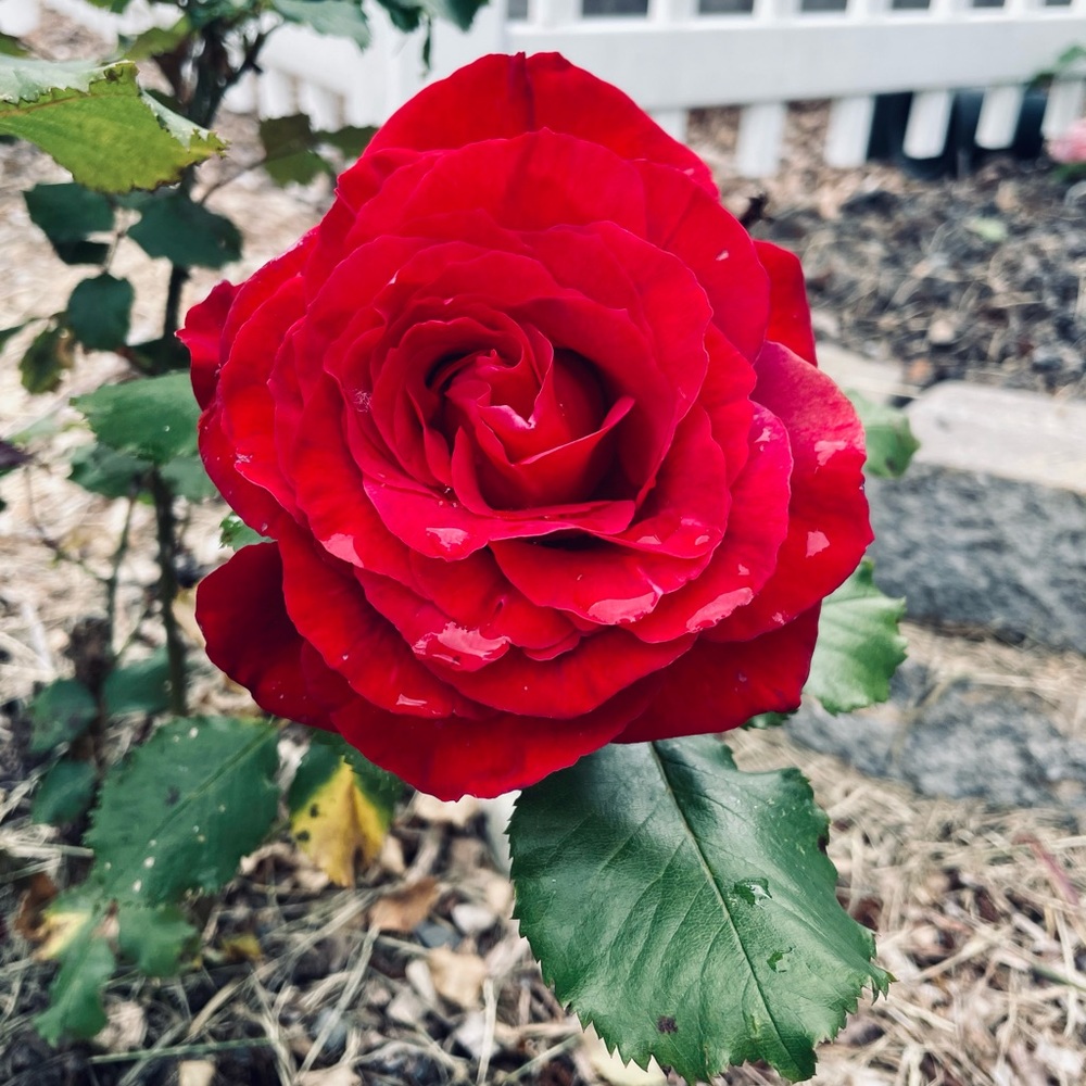 Meet your Posher, Julie